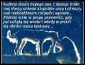 zdjecie Puszek